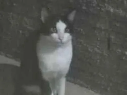Gato raça SRD-ViraLata idade 2 a 6 meses nome Frajolinha