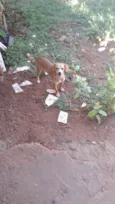 Belinha 