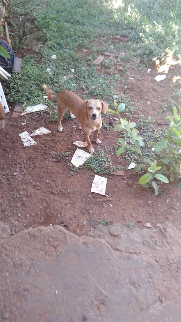 Cachorro raça SRD-ViraLata idade 1 ano nome Belinha 