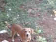 Belinha 