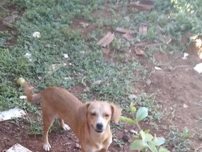 Cachorro raça SRD-ViraLata idade 1 ano nome Belinha 