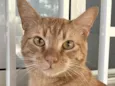 Milo 
