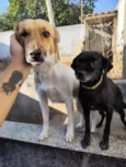 Ameixa e Maçã 