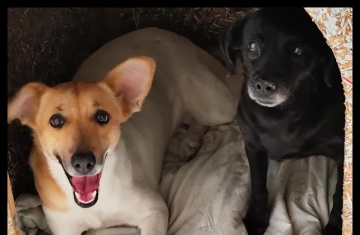 Cachorro raça SRD-ViraLata idade 2 anos nome Ameixa e Maçã 