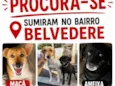 Ameixa e Maçã 