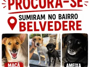 Cachorro raça SRD-ViraLata idade 2 anos nome Ameixa e Maçã 