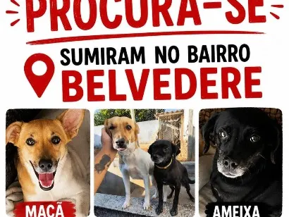 Cachorro raça SRD-ViraLata idade 2 anos nome Ameixa e Maçã 