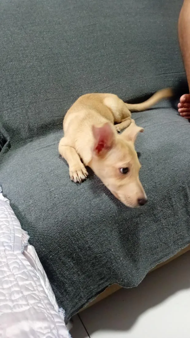 Cachorro raça SRD-ViraLata idade 2 a 6 meses nome Maya