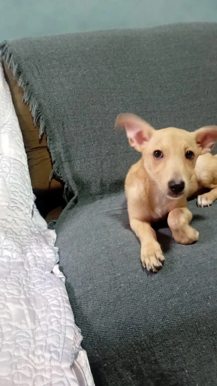 Cachorro raça SRD-ViraLata idade 2 a 6 meses nome Maya