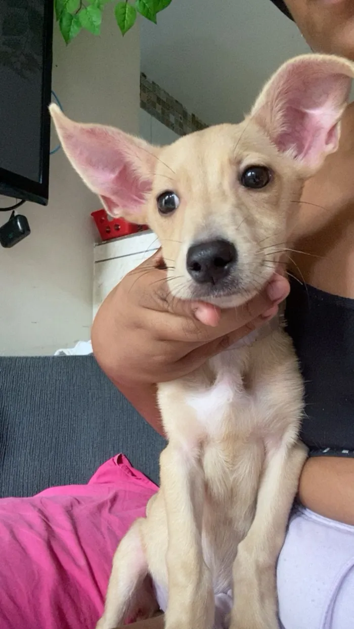 Cachorro raça SRD-ViraLata idade 2 a 6 meses nome Maya