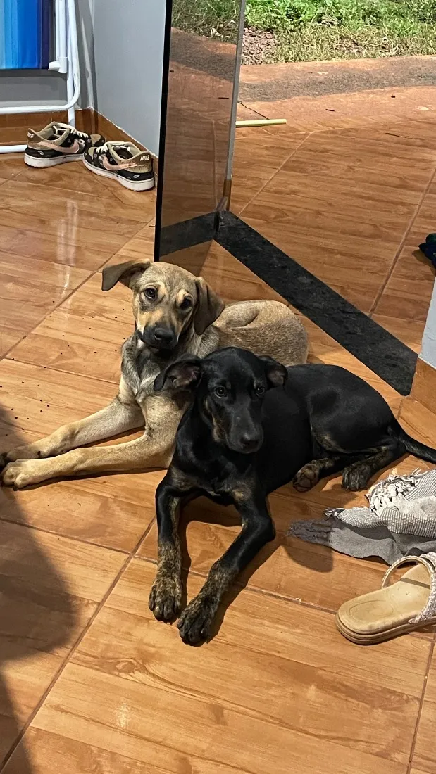 Cachorro raça SRD-ViraLata idade 7 a 11 meses nome Puma e Pantera 
