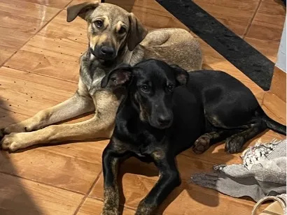 Cachorro raça SRD-ViraLata idade 7 a 11 meses nome Puma e Pantera 