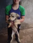 paçoca 