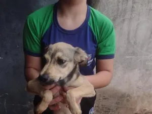 Cachorro raça SRD-ViraLata idade 2 a 6 meses nome paçoca 