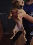 bela 