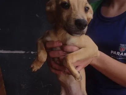 Cachorro raça SRD-ViraLata idade 2 a 6 meses nome bela 