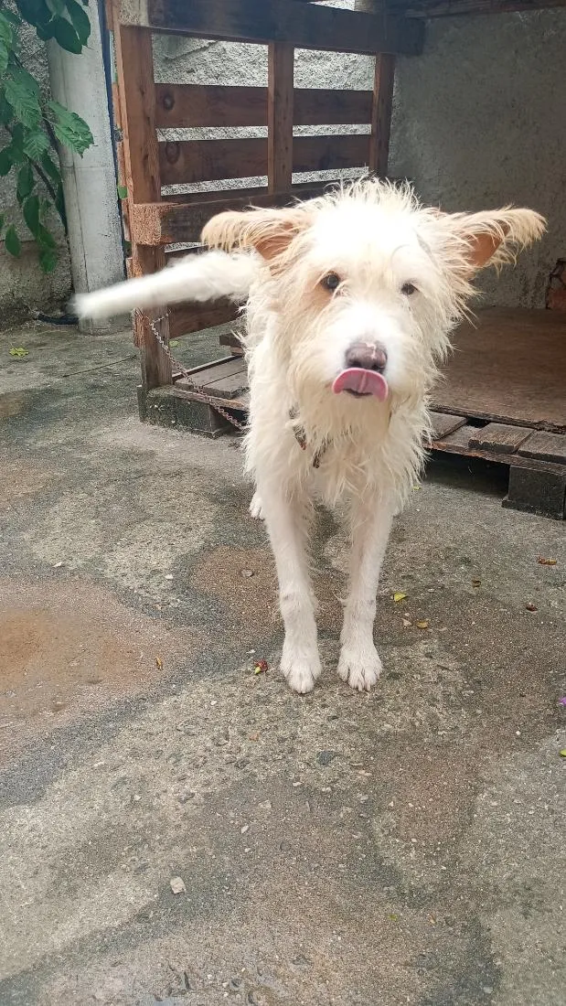 Cachorro raça Poodle idade 2 anos nome Max