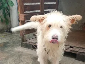 Cachorro raça Poodle idade 2 anos nome Max