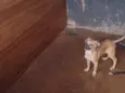 pipoca 