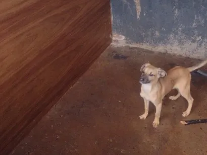 Cachorro raça SRD-ViraLata idade 2 a 6 meses nome pipoca 