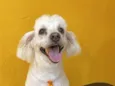 Snoopy