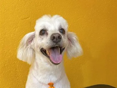 Cachorro raça Poodle idade 7 a 11 meses nome Snoopy