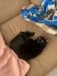 Junior
