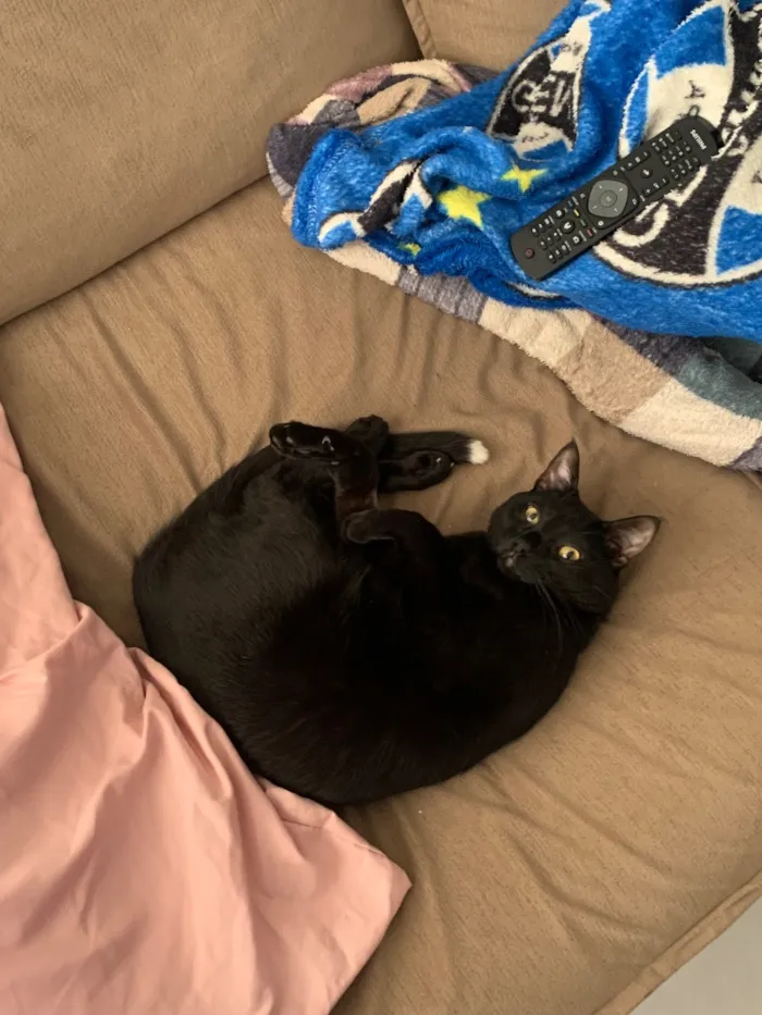 Gato raça SRD-ViraLata idade 1 ano nome Junior