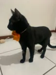 Junior