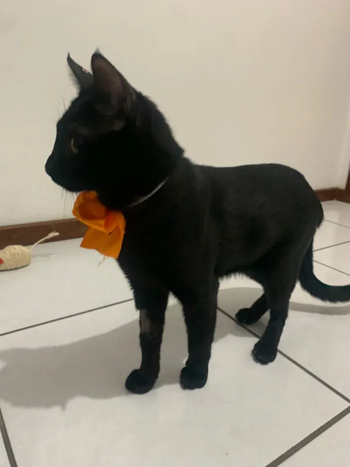 Gato raça SRD-ViraLata idade 1 ano nome Junior