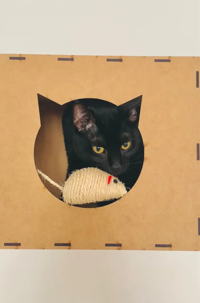 Gato raça SRD-ViraLata idade 1 ano nome Junior