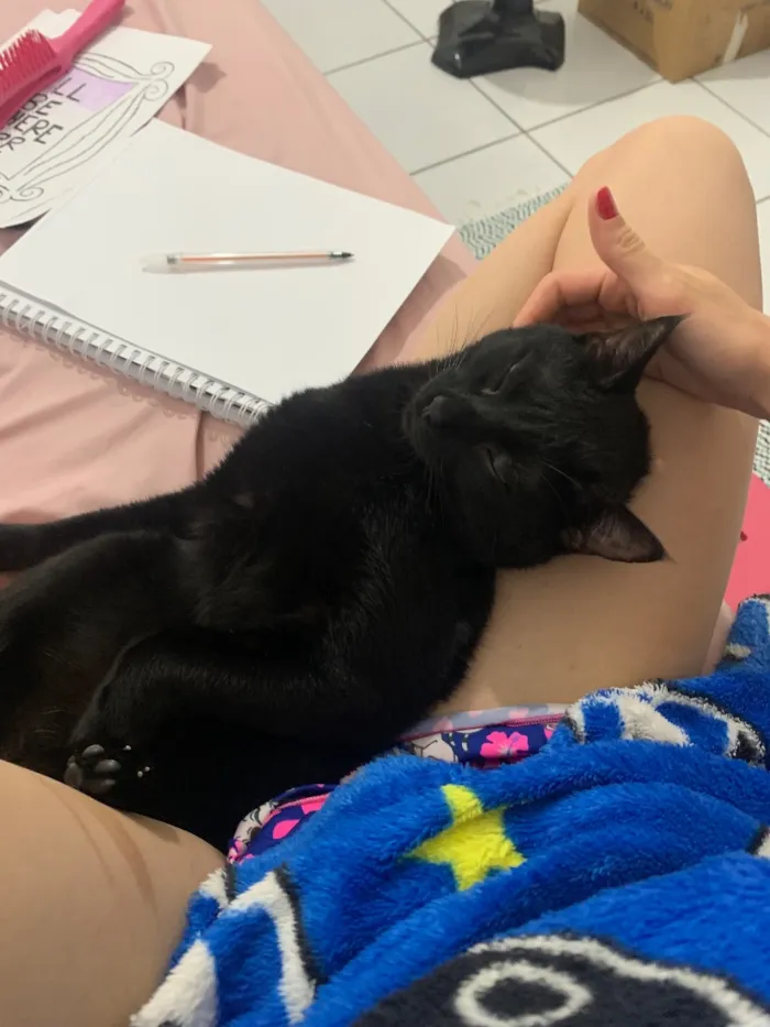 Gato raça SRD-ViraLata idade 1 ano nome Junior