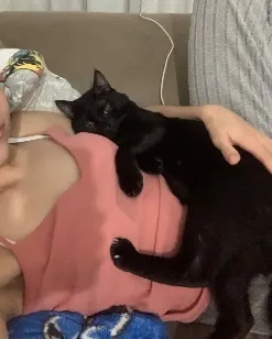 Gato raça SRD-ViraLata idade 1 ano nome Junior