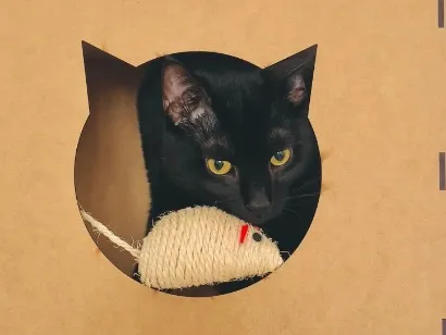 Gato raça SRD-ViraLata idade 1 ano nome Junior