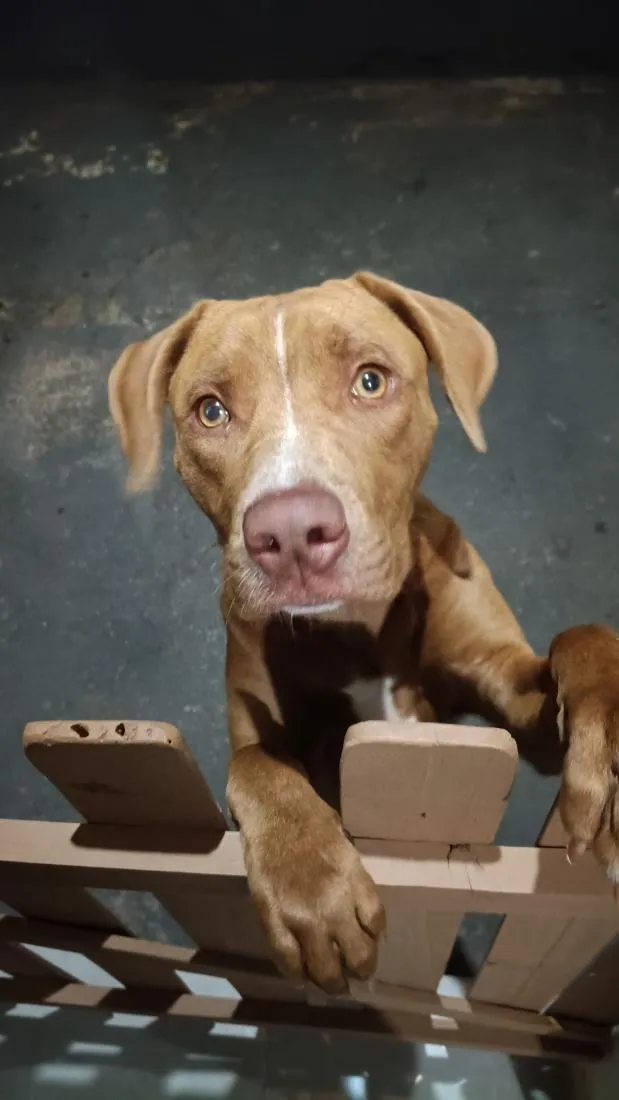 Cachorro raça Pit-Bull idade 7 a 11 meses nome atena