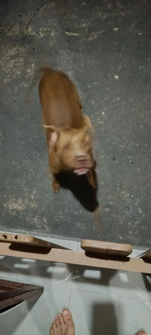 Cachorro raça Pit-Bull idade 7 a 11 meses nome atena