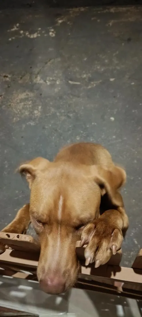 Cachorro raça Pit-Bull idade 7 a 11 meses nome atena