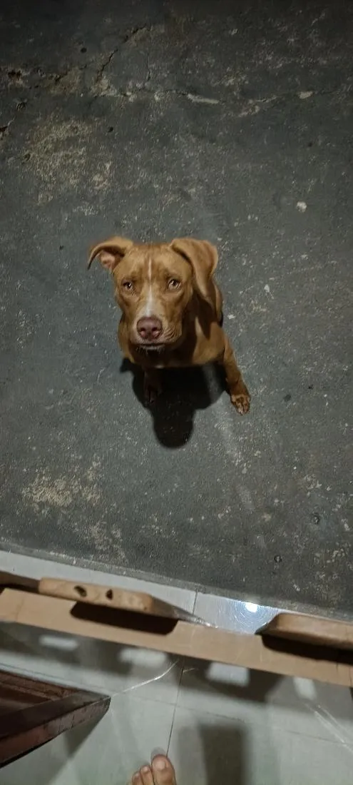 Cachorro raça Pit-Bull idade 7 a 11 meses nome atena