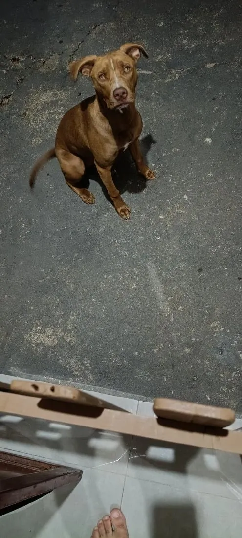 Cachorro raça Pit-Bull idade 7 a 11 meses nome atena