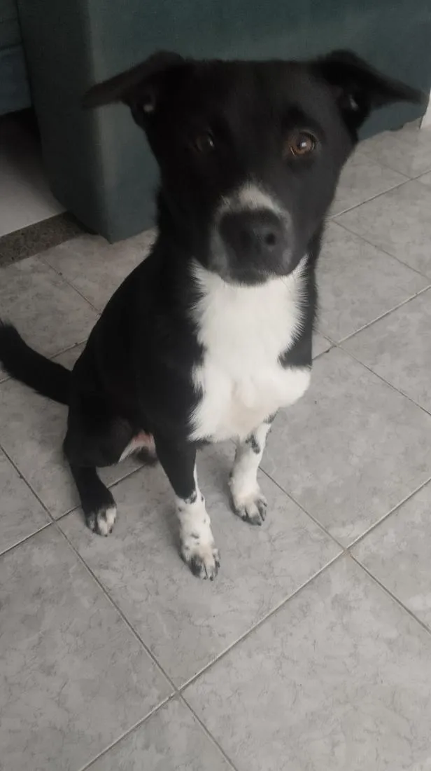 Cachorro raça SRD-ViraLata idade 2 a 6 meses nome Shaco e mada