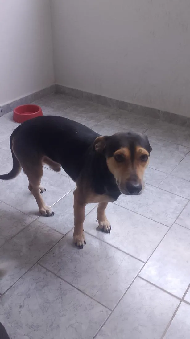 Cachorro raça SRD-ViraLata idade 2 a 6 meses nome Shaco e mada