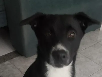 Cachorro raça SRD-ViraLata idade 2 a 6 meses nome Shaco e mada