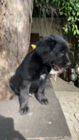 Chico