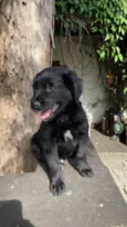 Chico
