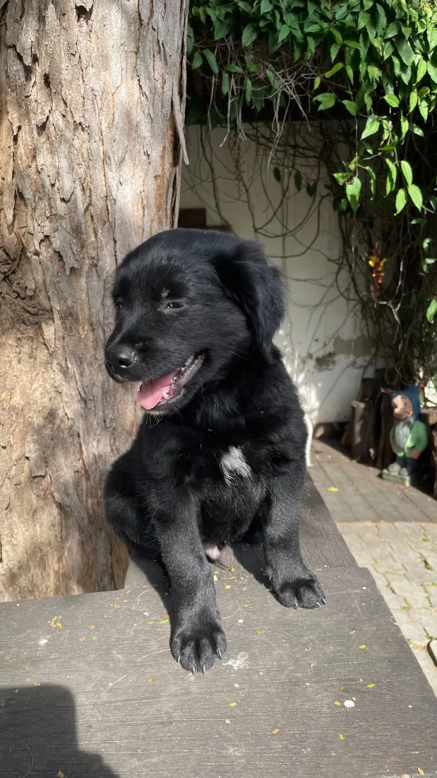 Cachorro raça SRD-ViraLata idade 2 a 6 meses nome Chico