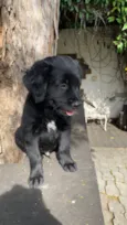 Chico