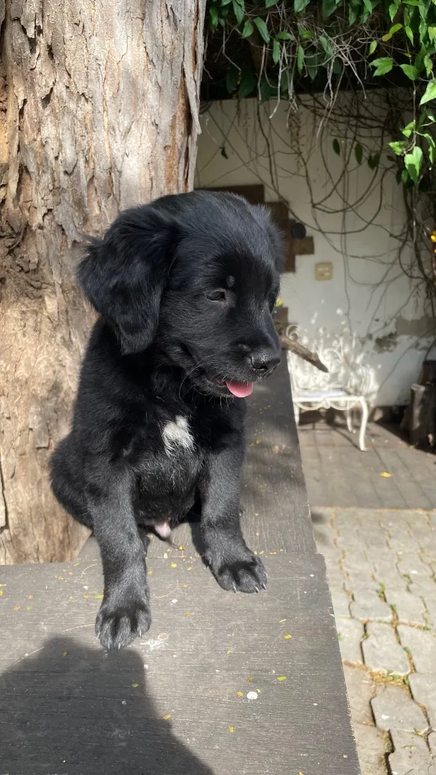 Cachorro raça SRD-ViraLata idade 2 a 6 meses nome Chico