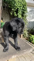 Chico