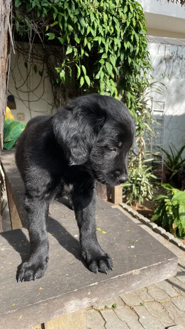 Cachorro raça SRD-ViraLata idade 2 a 6 meses nome Chico