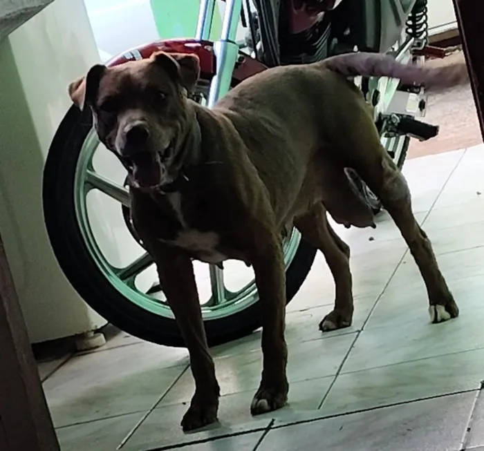 Cachorro raça Pit-Bull idade 6 ou mais anos nome Kyara